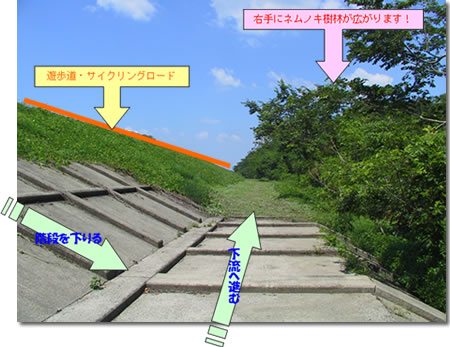 写真：木漏れ日の小径