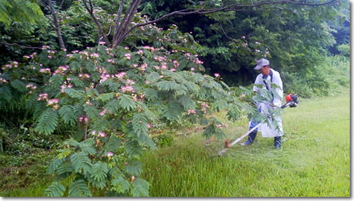 写真：クラブ員による草刈り作業の様子