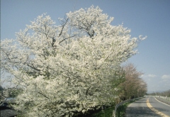 写真：木曽川堤（桜）