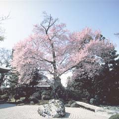 写真：彼岸桜（曼陀羅寺）