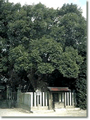 写真：布袋八劔神社