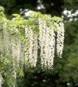 写真：市の花　ふじ