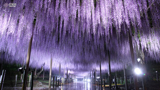 曼陀羅寺公園の藤（ライトアップ）