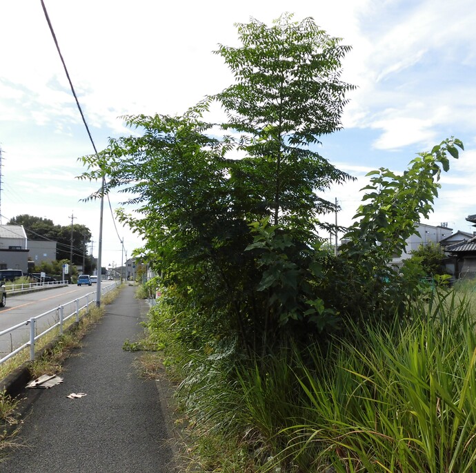 雑草