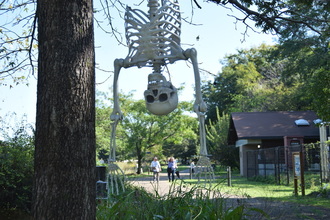 ハロウィンの飾り
