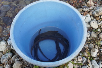 バケツに入ったウナギの写真