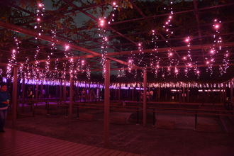 秋の藤まつりの様子