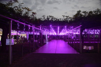 秋の藤まつりの様子