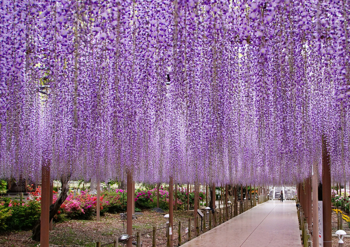 藤まつり