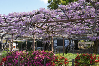 見ごろを迎えた早咲き紫カピタンの写真