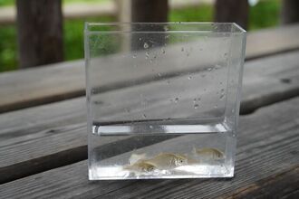 青木川で捕まえた魚の写真
